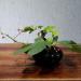 WANDIC Round Flower Frog & Ceramic Flower Pot Set - Shiny Black Pebble - Ikebana Floral Arrangement Supplies for Home and Office Decoration - Buy Online on GoSupps.com