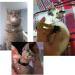 Gentledog Frosted Cat Collar with Bell - Adjustable 7.5 to 12.5 Inch for Cat, Puppy, and Small Dog Accessories - Buy Online on GoSupps.com