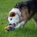 Petface Honking and Squeaky Duck Plush Dog Toy - Interactive Pet Play Toy - Buy Online on GoSupps.com