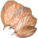 Exquisite Premium Ceylon Jackfruit Leaves (Pack of 25) - Ideal for Culinary and Decorative Uses - Handpicked Quality Straight from the Tropics. - Buy Online on GoSupps.com
