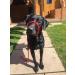 All-in-One Black Halter for Dogs Anti-Pull Harness | Suitable for All Breeds - International Shipping - Buy Online on GoSupps.com