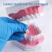 LVCHEN 2 Times Teeth Model with Toothbrush - Dental Large Teeth Model for Kids Dental Teaching Study - Buy Online on GoSupps.com