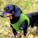 Joyal Dog Harness - Reflective Soft Padded & Air-Mesh for Small & Medium Dogs | Green M (42-47cm) - Buy Online on GoSupps.com