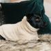 Kentucky Dogwear Teddy Fleece Dog Sweater - Beige M Cozy & Stylish | International Shipping - Buy Online on GoSupps.com
