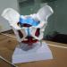 Movable Pelvis Model with Bendable Skeleton - Ideal for Postnatal Rehabilitation & Uterus Repair | Anatomy Teaching Aids - Buy Online on GoSupps.com