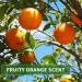KitaMa Orange Aroma Massage Oil - 1000ml Nourishing Body Care | Thai Relaxation Oil for Massages - Buy Online on GoSupps.com