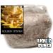 Golden Oyster Mushroom Grain Spawn - 1 lb. Freshly Made & Ready to Use - Buy Online on GoSupps.com