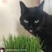 Pet Grass 2 pack By Cat FurNature - Buy Online on GoSupps.com