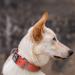 TSPro Tactical Dog Collar 1.5 Wide Military Grade Heavy Duty Metal Buckle Orange Size L (20-23 / 52-60cm) - Adjustable Strong Thick Dog Collar - Buy Online on GoSupps.com