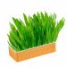 Hydroponic Cat Grass Planter Kit Cat Grass for Indoor Cats Soil Growing Catnip Cat Grass with Planting Box for Indoor Household (Blue Orange)