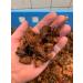 TropicShop Coconut Husk Chips for Terrariums - Ideal Substrate for Snakes Turtles & Lizards (500g Brick) - International Shipping Available - Buy Online on GoSupps.com