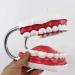 LBYLYH 6X Teeth Model for Dental Care - Dental Study & Laboratory Model with Toothbrush Included | International Shipping Available - Buy Online on GoSupps.com