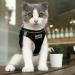 Buy Suredoo Anti-Pull Reflective Dog Harness & Leash for Small Dogs Puppies & Cats - Durable Comfortable & Stylish (Black M) | International Shipping Available - Buy Online on GoSupps.com