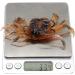 3Pcs 3D Simulation Crab Soft Lures with Sharp Double Hooks for Sea Fishing - Style3 - Buy Online on GoSupps.com