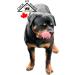 Bully Sticks - Low Odour - **12" Thin - 20 Pack Minimum** - Premium Single Ingredient Dog Chew - 100% Beef - All Natural/Organic - Dental Care - Rawhide Free - Buy Online on GoSupps.com