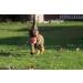 Dingo Gear Soft Real Leaderball with Handle - 11 cm Dog Toy for Retrieving & Rewarding | International Shipping - Buy Online on GoSupps.com