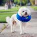 Emwel Pet Inflatable Collar for Dogs and Cats - Comfy Recovery Cone - Medium - Blue - Buy Online on GoSupps.com