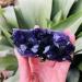 Natural Dream Amethyst Quartz Cluster SpecimenCan be Used for (Color : 70-80g Size : 1pc) HOMEZHOU (Color : 70-80g Size : 3pc) 3pc 70-80g - Buy Online on GoSupps.com