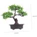 Zerodeko 2pcs Welcome Pine Flower Pot Houseplants Live Indoor Home Desk Fake Bonsai Desk Top Decor Interior Decor Simulation Green Plants Simulation Tree Office Plastic Flower Household - Buy Online on GoSupps.com