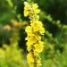 Mullein Leaf Tea Bags - Herbal Mullein Tea 3.17oz (30 Bags) for Immune Support & Natural Wellness - Buy Online on GoSupps.com