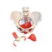 Buy AYGJKIE Female Pelvis Anatomical Model - 6-Part Educational Tool with Removable Organs & Muscles for Medical Studies - Ships Internationally - Buy Online on GoSupps.com