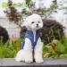 Docio Dog Winter Coat - Padded Jacket for Small Dogs Lightweight & Warm Dark Blue (1 Pack) - Buy Online on GoSupps.com