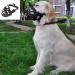 Jyhy Silicon rubber basket muzzle for dogs anti-chewing bite barking soft adjustable breathable safety mask for small medium-sized dog mouth cover black 5 5#(34-37cm) black