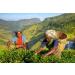 CENVEL Super Opa Loose Whole Leaf Black Tea | Exclusive Large Leaf Ceylon Tea | 100% Natural Tea | Pure Black Tea | Eco-Friendly Packaging (100g) - Buy Online on GoSupps.com