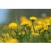 Buy 12000+ GMO-Free Dandelion Seeds | Untreated Herb Plant Collection for Home Garden - International Shipping - Buy Online on GoSupps.com