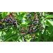 Indigo Herbs Elderberry Tincture 100ml 100 ml (Pack of 1) - Buy Online on GoSupps.com