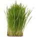 the micro farmers mf Cat Grass Grow Kit 12 Portion Refill with Organic Seed and Natural Grow mats 240 g(Pack of 1) - Buy Online on GoSupps.com