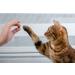 Pawkick Protector Kicks CAT 200G - Grain-Free Salmon Treats for Cats | Perfect for Forest & Meadow Play - Buy Online on GoSupps.com