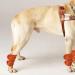 2Pcs Adjustable Dog Cat Leg Brace Elastic Warm Knee Pads for Surgery Wound Support and Stability for Injury Recovery Prevent Licking (Orange) - Buy Online on GoSupps.com