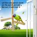 Natural Wood Parakeet Perch Stand for Small to Medium Parrots - Ideal for Conures, Budgies, and Lovebirds - Buy Online on GoSupps.com