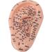 Human Ear Acupuncture Point Model - Clear Lettering Flexible PVC Multi-Purpose for Home Learning and Acupuncture Training - Buy Online on GoSupps.com