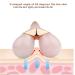 ZJchao Face Massager Roller - 3D Firming Tool for V Shape Lifting & Slimming | Beauty Essential for Women - Shop Internationally - Buy Online on GoSupps.com