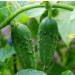 Cucumber Seed Oil Organic Cold Pressed Unrefined Natural 2 Fl Oz - Buy Online on GoSupps.com