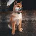 Rechargeable Smart Bark Collar | HD Colour Screen | Vibration & Beep | 7 Sensitivity Levels | IP67 Waterproof | Harmless Anti Barking Collar for Small, Medium, Large Dogs - Buy Online on GoSupps.com