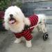 Dog Wheelchair for Back Legs 5 Types Cart Pet Wheelchair for Handicapped Hind Legs Small Dog Cat/Doggie/Puppy Walk Stainless Steel XXS-M (Size : XS) X-Small - Buy Online on GoSupps.com