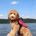 ZippyPaws Adventure Life Jacket (XXS) - XX-Small Size for Dogs - Buy Online on GoSupps.com