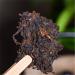 357g (0 787LB) petit th Tuocha m r th Pu'er sept fils Puer cuit th Pu-erh th Pu erh th chinois th sain th Puerh th rouge - Buy Online on GoSupps.com