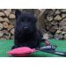 Dingo Gear Cotton-Nylon Mini Bite Sausage for Dog Training - 10x5 cm Black | International Shipping Available - Buy Online on GoSupps.com
