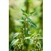 Health Embassy Stinging Nettle Leaf | Urtica Dioica L | Herbal Tea (100g) - Buy Online on GoSupps.com
