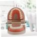 Mobestech Dentist Tooth Model Typodont for Kids | Educational Health Care & Tooth Brushing Recognition Toys | Preschool Teaching Materials - Buy Online on GoSupps.com