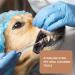 Effective Tartar Remover for Dogs & Cats - 3PC Stainless Steel Tooth Cleaning Set - Buy Online on GoSupps.com