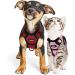 Breakproof Cat Leash Set with Adjustable Soft Vest & Reflective Stripes - Red XS Cat Dishes for Small Kittens - Buy Online on GoSupps.com
