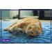 FELIWAY CLASSIC Diffuser Refill 3-Pack - Use with FELIWAY Cat Diffusers - Comforts Cats at Home & Helps Control Unwanted Urine Spraying Cat Scratching and Hiding (90 Day Supply FELIWAY Refill C238) - Buy Online on GoSupps.com