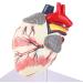 kobeIeen Dog Heart Anatomy Model Canine Pet Animal Organ Study Teaching Aid Education - Buy Online on GoSupps.com