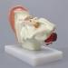 Human Ear Model Human Ear Anatomy Ear Canal Ear Middle and Inner Ear Auditory Otolaryngology Organ - Buy Online on GoSupps.com