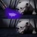 Vagocom LED Blacklight Ultraviolet Flashlight Torch 3 Modes Zoomable Black Light 395nm UV Flash Light Detector for Dog Cat Pet Urine Dry Stains(1 Pack Black Battery Included) 1 Pack Black - Buy Online on GoSupps.com